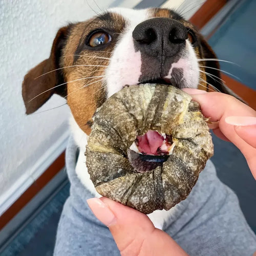 Anneaux de peau de morue séchée pour chiens