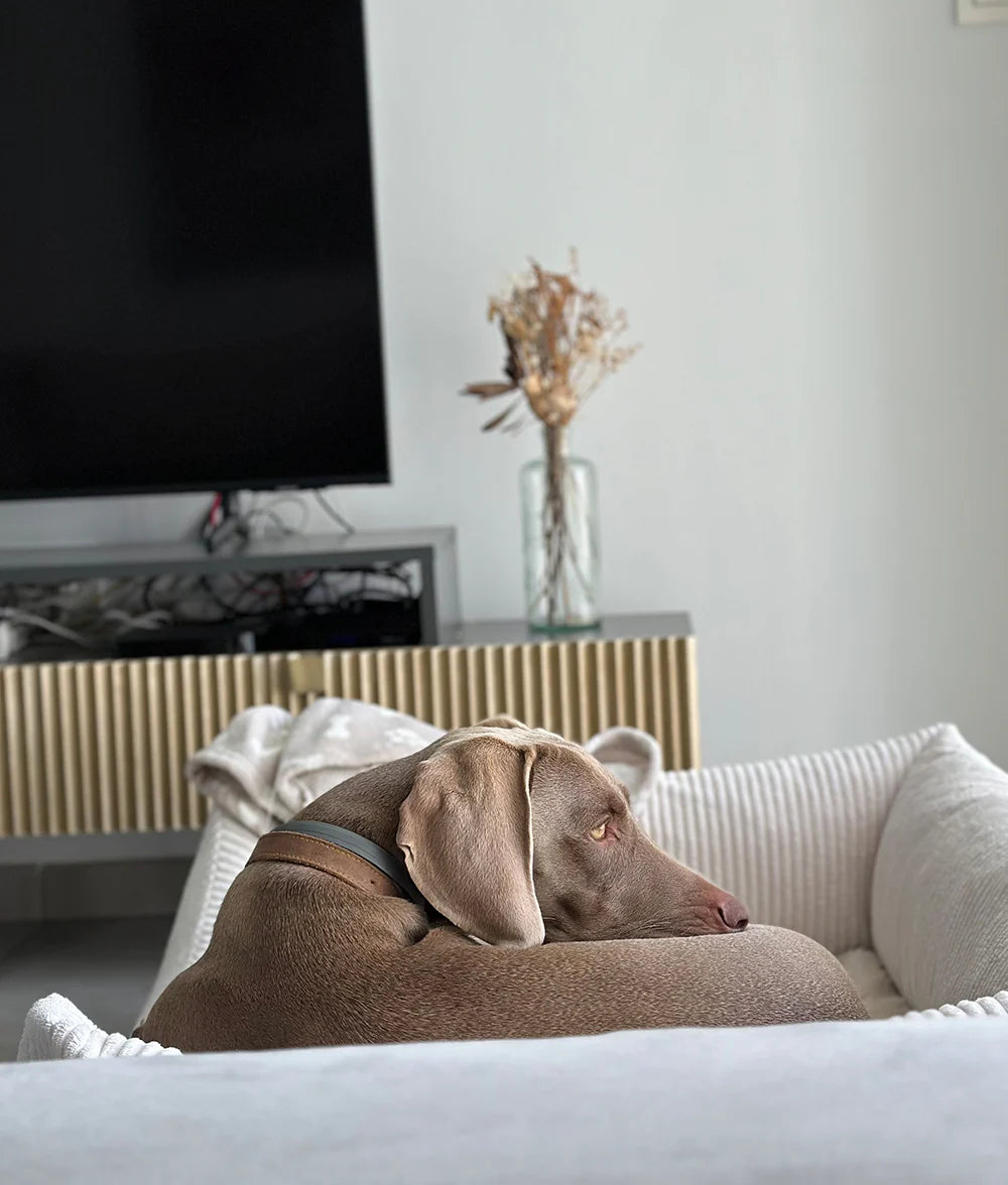 Lit pour chien en velours côtelé blanc, Snozy
